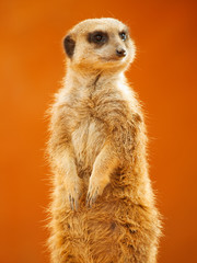 Meerkat