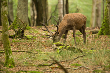 cerf forêt manger sous bois brame chasse