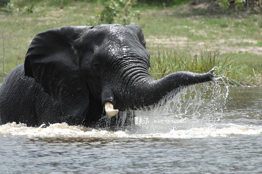 African elephant bull bathes in river