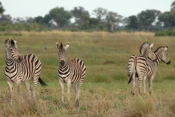 Fototapeta na wymiar Plains Zebra with two heads?