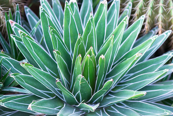 Fototapeta premium Sharp pointed agave plant leaves