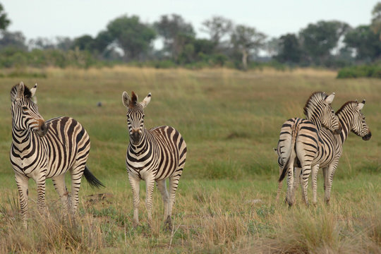Plains Zebra with two heads?