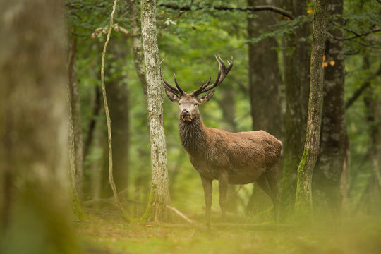 cerf cervide for&ecirc;t affut roi