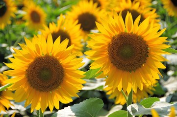 Fototapeta premium 明野のひまわり