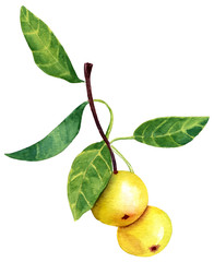 A vintage style watercolour drawing of a branch of golden apples