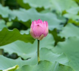 blooming lotus flower