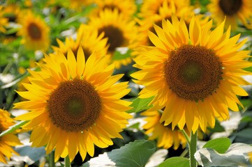 Naklejka premium 明野のひまわり