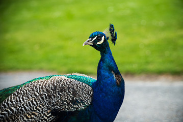 Obraz premium Beautiful peacock portrait