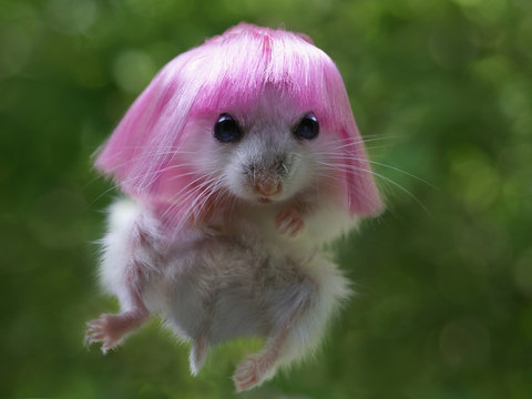 Funny hamster with pink wig