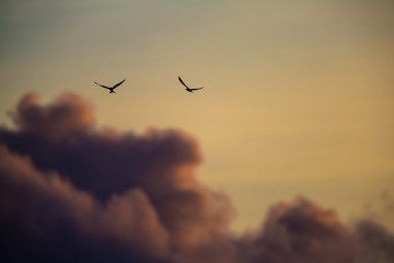 Seychellen Vögel im Sonnenuntergang