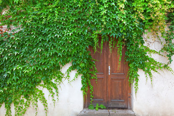 Double wooden door surrounded by climbing ivy.