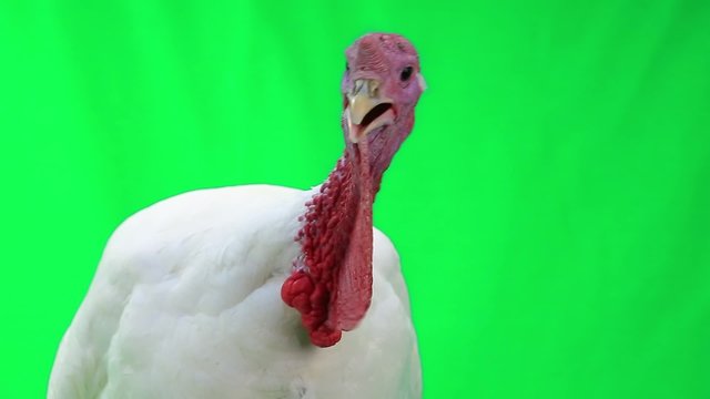 turkey-cock on green screen