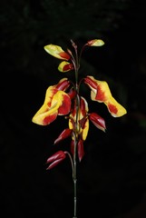 Schwertlilie in gelber und roter Blütenpracht