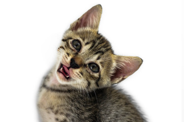 cat on white background