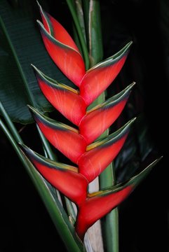 Bl&uuml;te einer Strelitzie in rot mit gelb-schwarzen R&auml;ndern