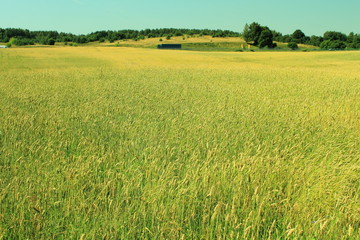 Corn field