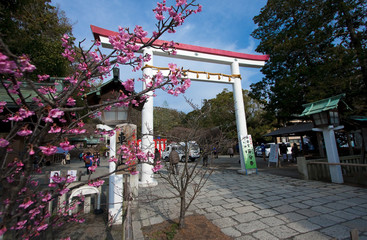 Fototapeta premium 鎌倉宮節分祭と紅梅