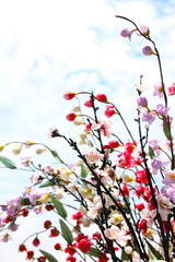 blossom flowers on tree