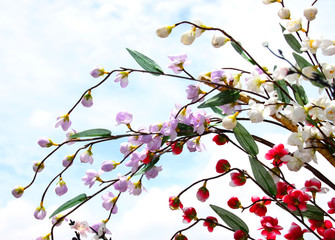 blossom flowers on tree
