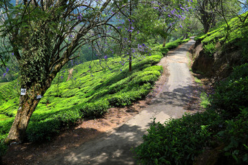 Road through the Tea plantation