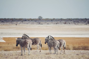 Fototapeta na wymiar rear view of several zebras in Etosha, Namibia