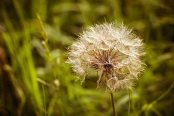 Dandelion on grass field with shallow depth of field.