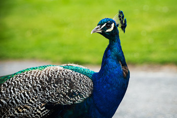 Obraz premium Beautiful peacock portrait