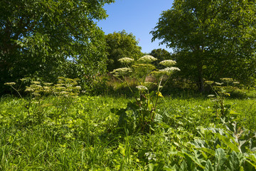 Wild flowers in a field in summer
