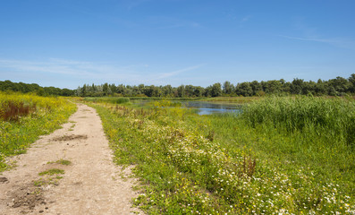 Fototapeta na wymiar Cattails on the shore of a lake in summer