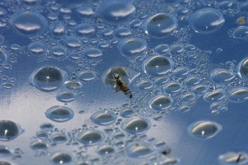 Water drops