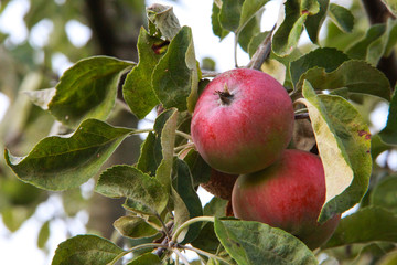 Apples on the tree