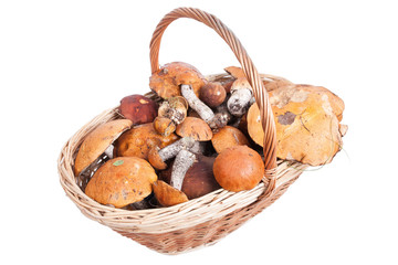 Basket with porcini, orange and brown cap boletuses