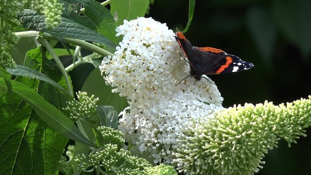 Butterfly Admiral on white buddleia
