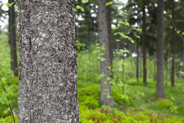 Fototapeta premium Waldgrün