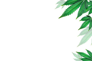 Fototapeta premium marijuana leaves on a white background