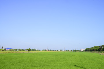 Rice field with day light