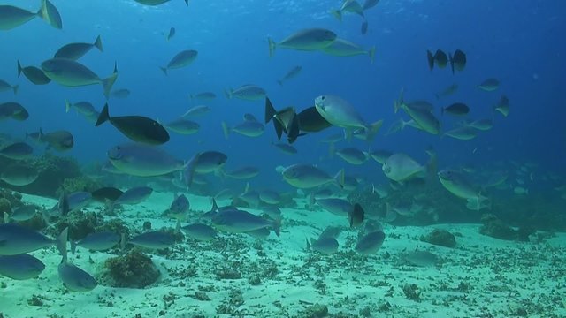 A school of Unicornfish swimming on a coral reef