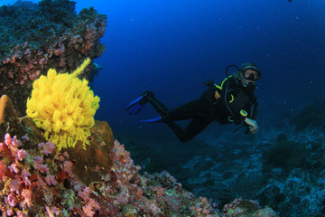 Naklejka na ściany i meble Scuba Diving on coral reef in ocean