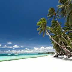 Tropical beach with palm and white sand