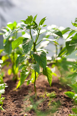 Paprika on beds in the garden