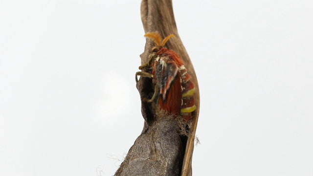 Atlas moth emerging from cocoon