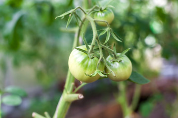 Green tomato in hothouse