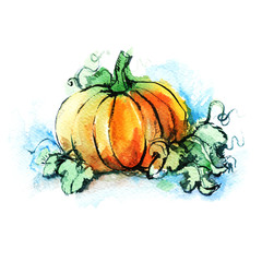 ripe orange pumpkin with green leaves, vegetable, autumn harvest, watercolor sketch