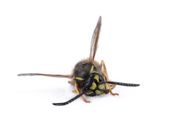 Fototapeta premium Wespe freigestellt