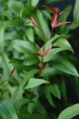 Obraz premium new leaf tree