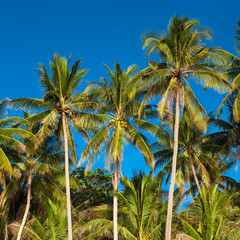 Obraz premium Coconut palm tree