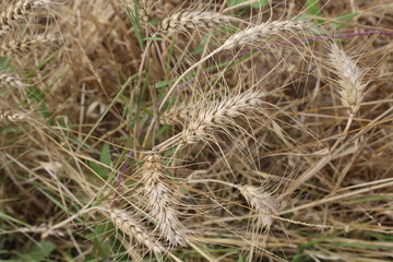 Getreidehalme