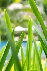 Obraz premium Green tropical leafs