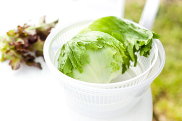 Lettuce salad in spinner