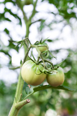 Green tomato in hothouse